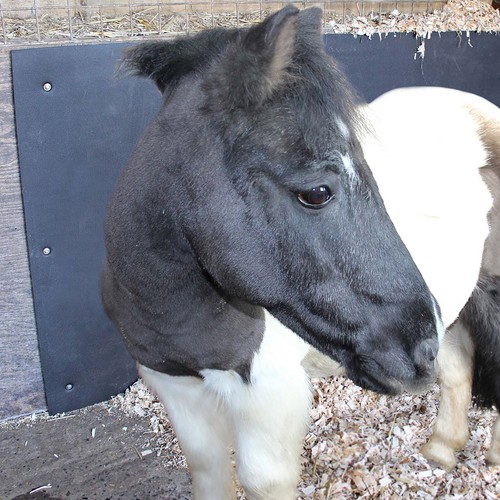Stable wall mat - stable,