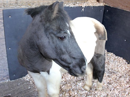 Stable wall mat eva - stable,